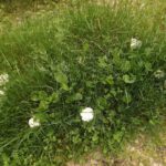 Hätte ich nur einen Beutel dabeigehabt...