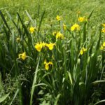 Lilien in einem Bachlauf