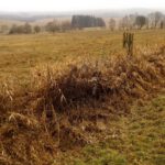 Spätestherbstliches Schilfgras Spätestherbstliches Schilfgras