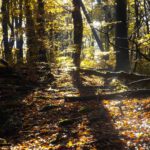 Impression nach dem Morgenregen