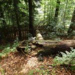 Dieser Stamm liegt schon etwas länger da