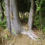 Dreistämmig Dreistämmig