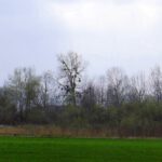 An einigen Standorten sind die Bäume ziemlich mit Misteln überwuchert An einigen Standorten sind die Bäume ziemlich mit Misteln überwuchert