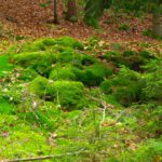 Der Flurname Gestocket ist nachvollziehbar Der Flurname Gestocket ist nachvollziehbar