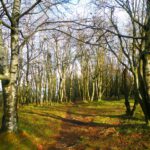 Ob das mal eine keltische Kultstätte war?