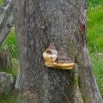 Baumschnecke ;) Baumschnecke ;)