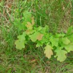 In 100 Jahren bin auch ich eine stolze Eiche