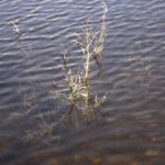 Dafür aber interessante Vegetation...