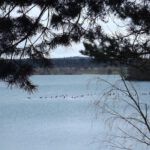 Den Enten macht die Kälte nichts aus