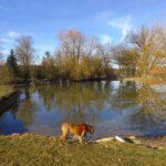 Großer Teich mit Spiegelung