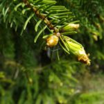 Gaaaanz junge Zapfen