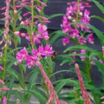 Die Geschichte... Die Geschichte...