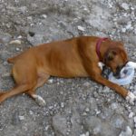 Gut dass Frauchen immer genug Wasser und sogar einen Napf für mich dabei hat