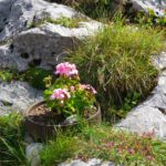 Geranien oder korrekter Pelargonien gedeihen auch auf 1680 Metern