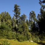 Mehrgenerationenwald