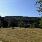 Liegengelassenes Mähgut im Bereich der Wüstung Hirschbach