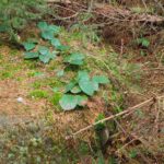 Bodenbewuchs Bodenbewuchs