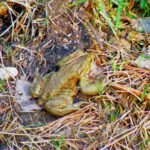 Quak! Lass mich in Ruhe!