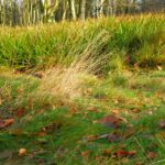 Gräservielfalt mit Laub verziert