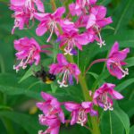 ...eines Gedichtes ...eines Gedichtes