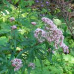 Kräuterkunde in der Praxis