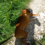 Zum Glück wirft Frauchen endlich Schatten!