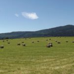 Heuernte vor dem Smrčinakamm