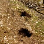 ...und ehemalige Schlafräume einer Biberfamilie