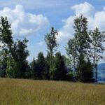 Baumreihe mit Kunstwerk