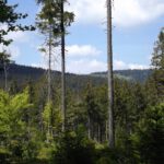 So viel höher liegt der Kamm gar nicht So viel höher liegt der Kamm gar nicht