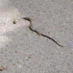 Diese Ringelnatter war zur falschen Zeit am falschen Ort Diese Ringelnatter war zur falschen Zeit am falschen Ort