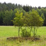 Übriggebliebene Grundmauern Übriggebliebene Grundmauern