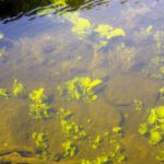 Unterwasservegetation Unterwasservegetation