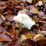 Außenleben Außenleben