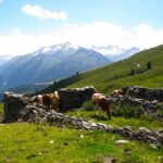 Indoorgrasen Indoorgrasen