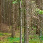 Fehlt nur noch das Hexenhäuschen Fehlt nur noch das Hexenhäuschen