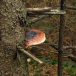 Baumbewuchs Baumbewuchs