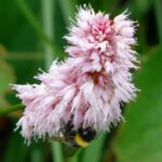 This is why I am so grateful that you allowed me to take photographs of your work in a flowerbush. (Aus meinem Slamtext "Bumblebee" This is why I am so grateful that you allowed me to take photographs of your work in a flowerbush. (Aus meinem Slamtext "Bumblebee"