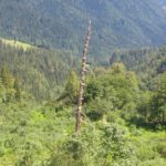 Tot, aber gut zur Orientierung