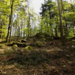 Freischnitt auch bei den Schalenfelsen