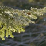 Raureif mischt sich mit schmelzendem Schnee