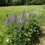 Die Lupinen sind etwas weiter als in der Fränkischen Alb