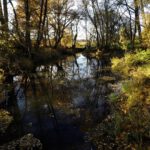 Spiegelung im Altwasser