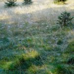 Im Schatten hält sich der Morgentau auf den Spinnweben