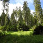 Natürliche Waldverjüngung geht auch ohne Borkenkäfer und Kyrill