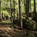 Hangfelsen Hangfelsen