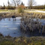 Der kleine Tümpel ist überraschend noch zugefroren