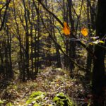 Ausblick nach Stadlern Ausblick nach Stadlern