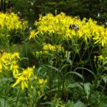 Noch ein Gourmetrestaurant für Hummeln Noch ein Gourmetrestaurant für Hummeln