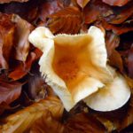 Innenleben Innenleben